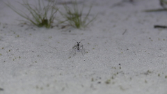 Ellipsoptera hirtilabris