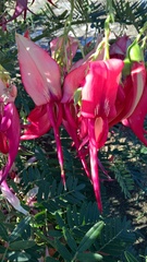 Clianthus