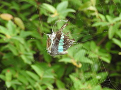 Graphium sarpedon nipponum