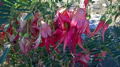 Clianthus