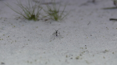 Ellipsoptera hirtilabris