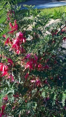 Clianthus