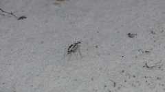 Ellipsoptera hirtilabris