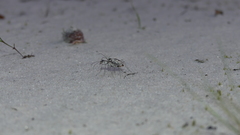 Ellipsoptera hirtilabris