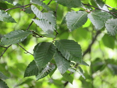 Fagus crenata