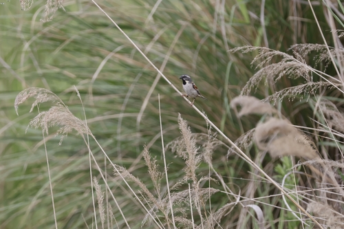 Dead Sea Sparrow (Passer moabiticus)
