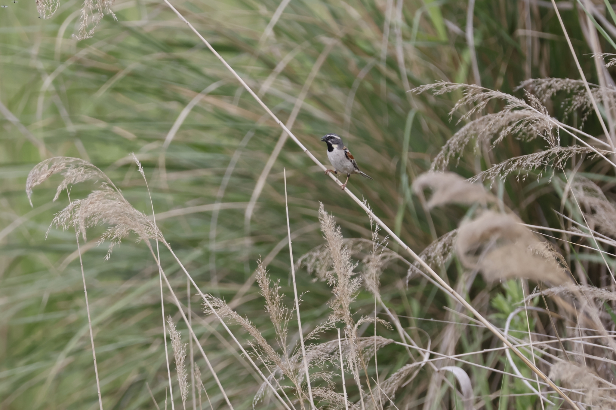 Dead Sea Sparrow (Passer moabiticus), photo 1