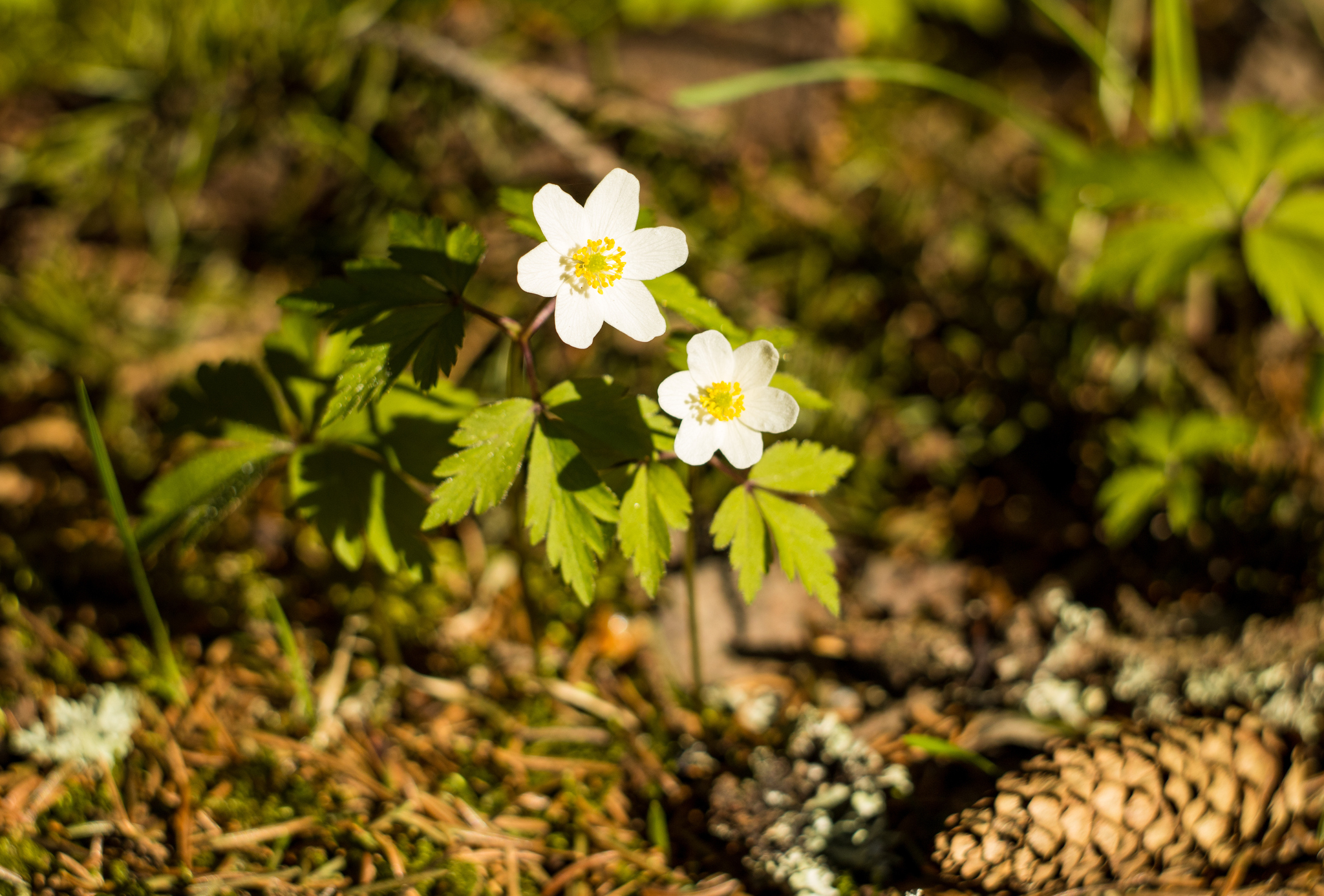 Anemone nemorosa