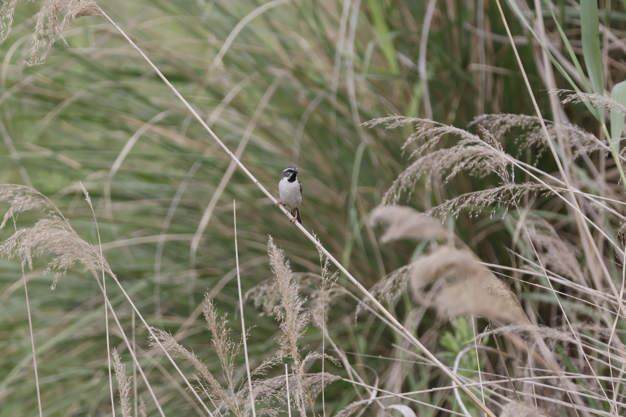 Dead Sea Sparrow (Passer moabiticus), photo 2