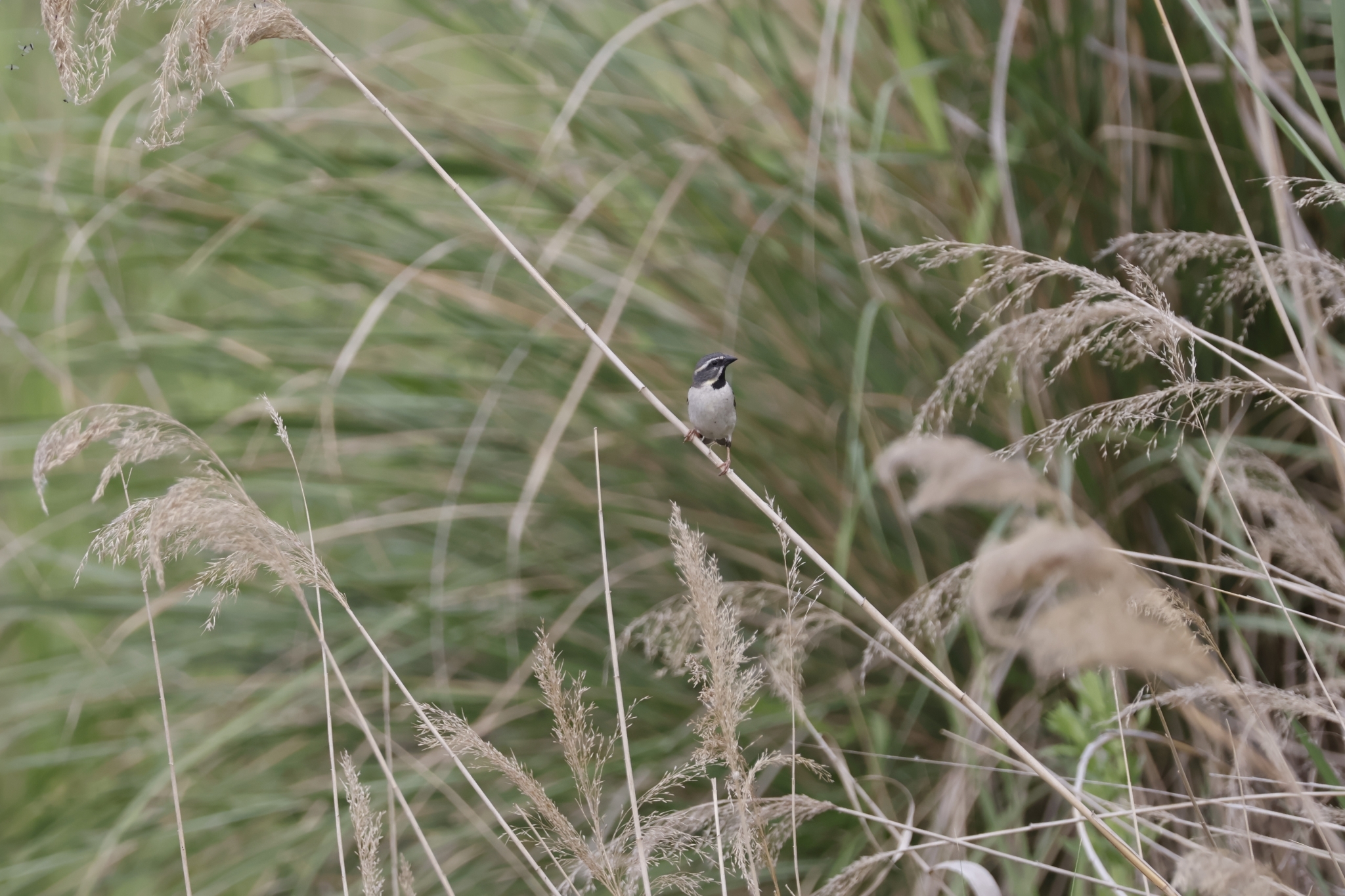 Dead Sea Sparrow (Passer moabiticus), photo 3