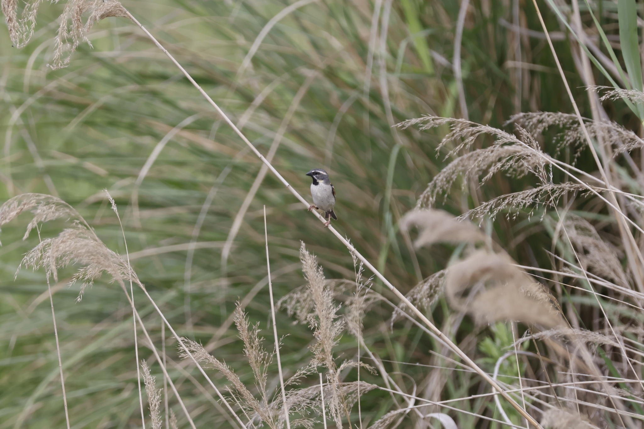 Dead Sea Sparrow (Passer moabiticus), photo 4