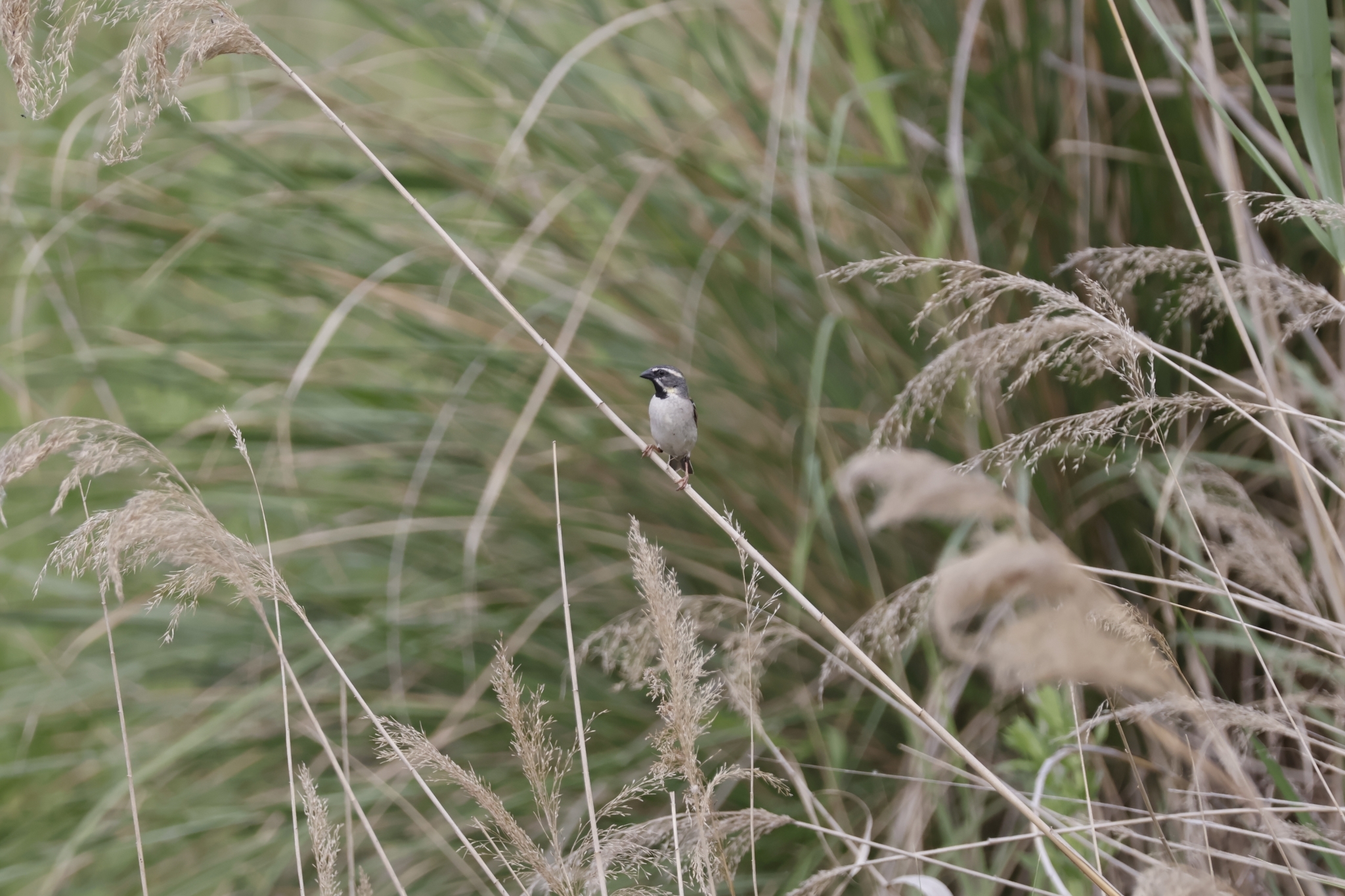 Dead Sea Sparrow (Passer moabiticus), photo 5