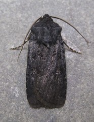 Euxoa velleripennis