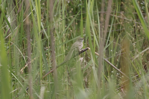Iraq Babbler (Argya altirostris), photo 2
