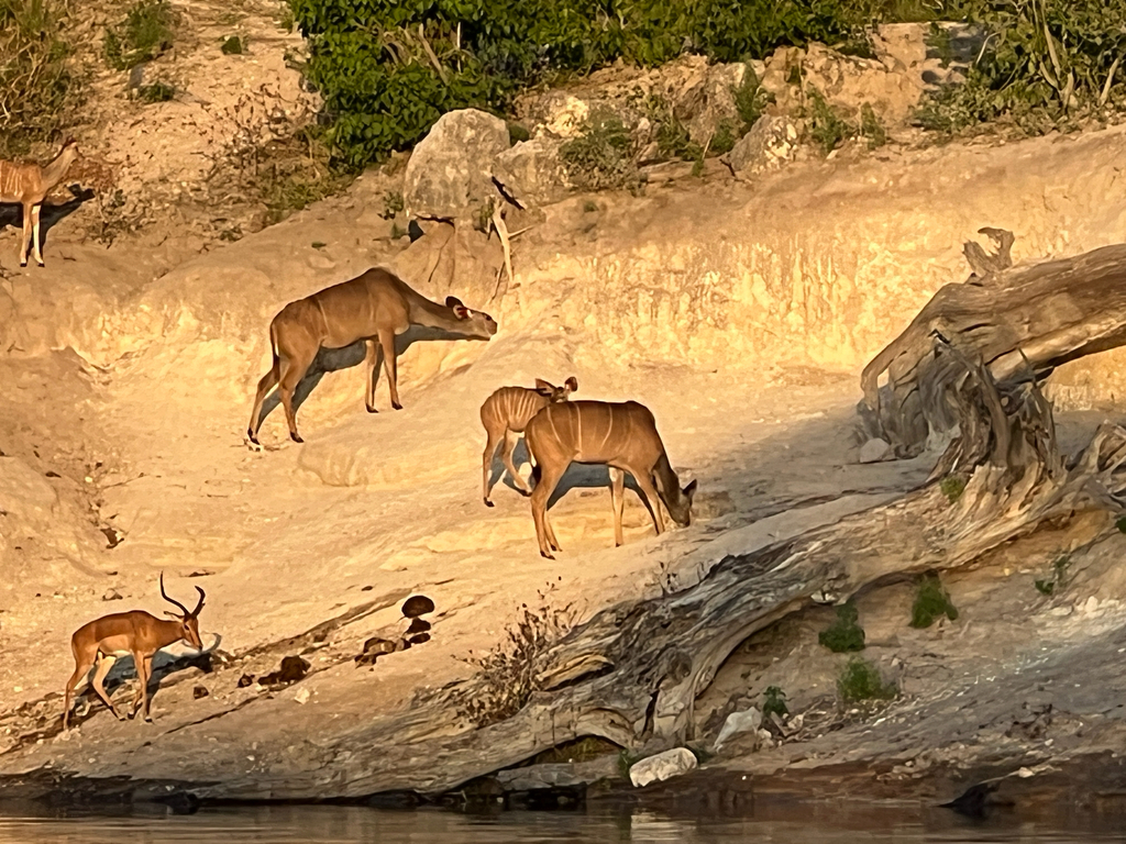 Tragelaphus strepsiceros strepsiceros, Chobe, BW, by catherine85804