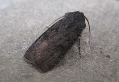 Euxoa velleripennis