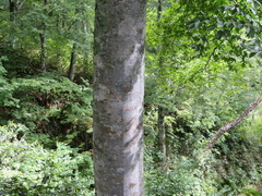 Fagus crenata
