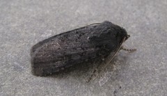 Euxoa velleripennis