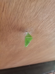 Euthalia aconthea gurda