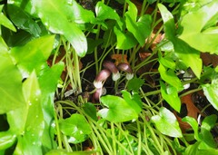 Arisarum proboscideum
