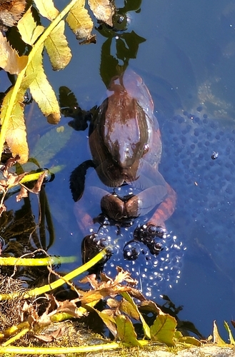Wood Frog photographed in Maryland