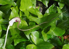 Arisarum proboscideum