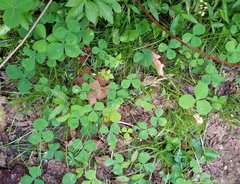 Trifolium stoloniferum