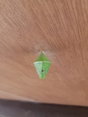 Euthalia aconthea gurda