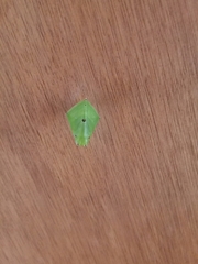 Euthalia aconthea gurda