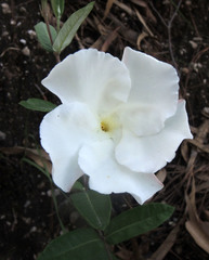 Mandevilla hypoleuca