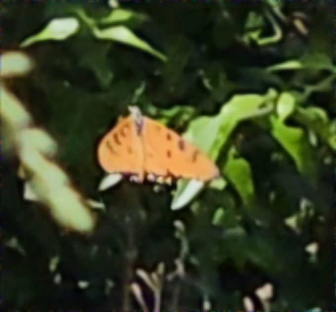 Tawny Coster