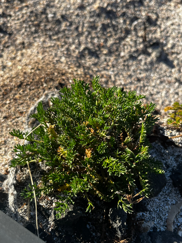 Tripleurospermum maritimum iNat (1)