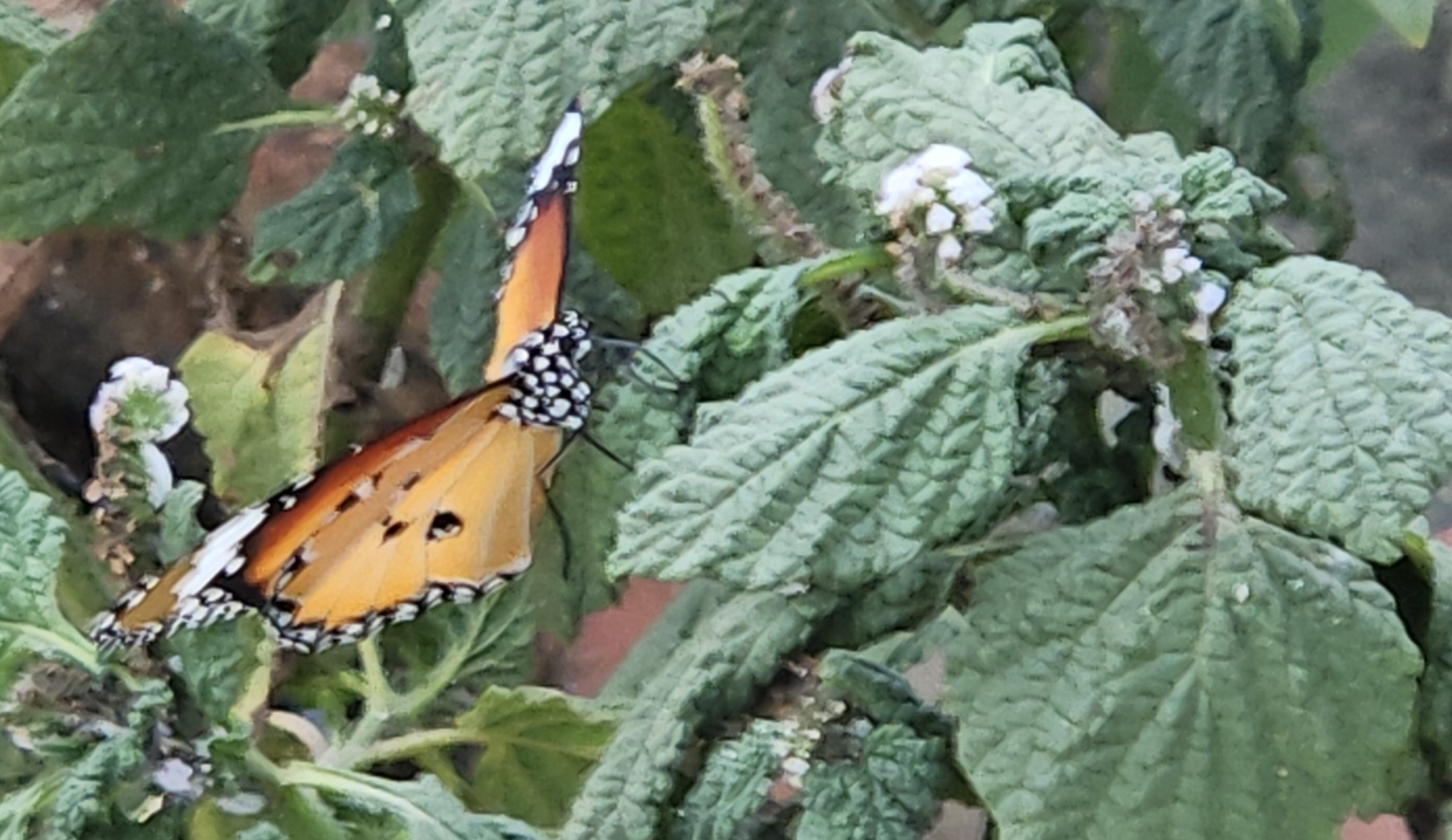 Plain Tiger