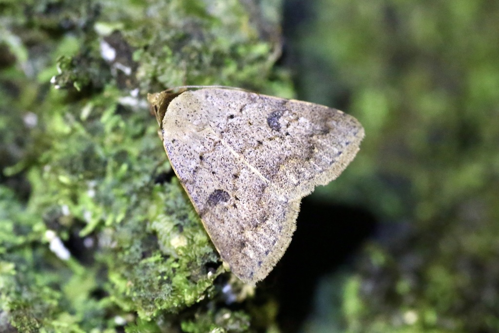 Variable False-thorn