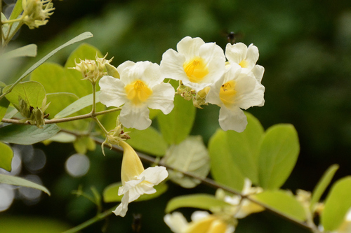 Fridericia bracteata