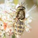 Odontomyia hirtocculata - Photo (c) greengras2000, some rights reserved (CC BY-NC), uploaded by greengras2000