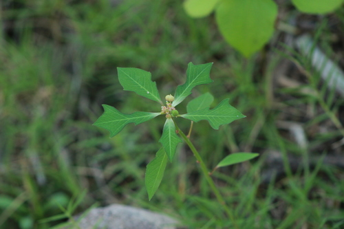 Euphorbia heterophylla iNat (3)