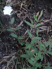 Mandevilla hypoleuca