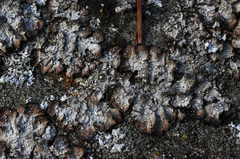 Punctelia stictica