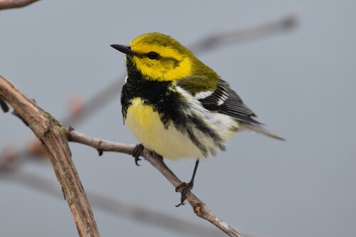 Black-throated Green Warbler