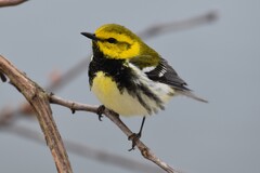 Black-Throated Green Warbler photo 2