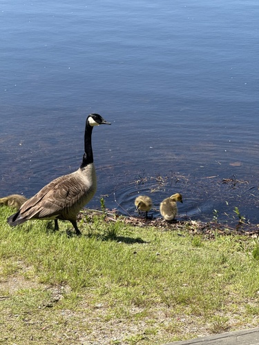 Canada Goose