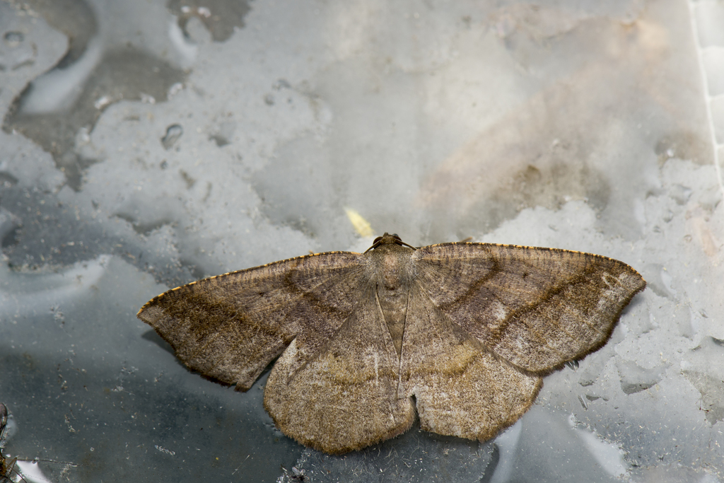 Nadagara umbrifera
