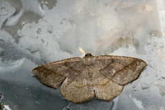 Nadagara umbrifera