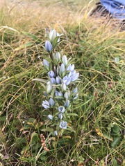 Gentianeae