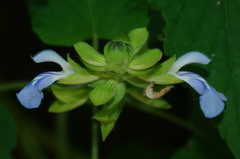Salvia herbacea