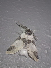 Furcula scolopendrina