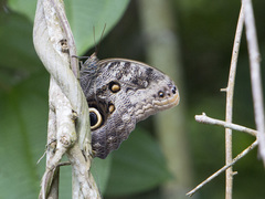 Caligo telamonius