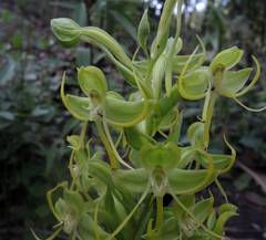 Habenaria jaliscana