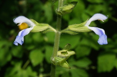 Salvia herbacea